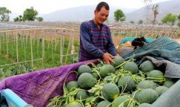 群众吃瓜演员表,揭秘热门影视作品演员阵容