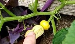 花卉园吃瓜,花卉园里吃瓜趣事多