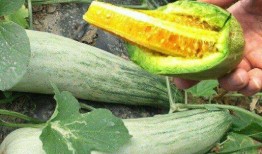 孕妇梦到摘瓜回家吃瓜,摘瓜回家吃瓜的寓意与启示