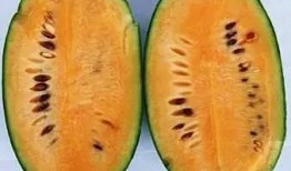 带你吃瓜 奇葩水果,揭秘“带你吃瓜”中的奇葩水果