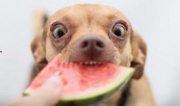 梦见狗狗吃瓜,狗狗吃瓜背后的神秘寓意