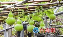 移植后可以吃葫芦瓜吗,移植术后葫芦瓜食用指南