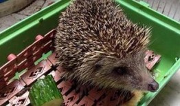 刺猬吃瓜痕迹视频,一场奇妙的自然互动