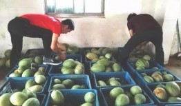 山庄吃瓜,一场吃瓜盛宴背后的故事