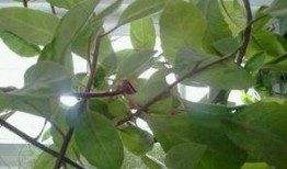 口袋吃瓜树叶,探寻自然之美