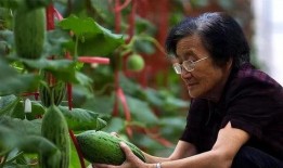 破草帽哥吃瓜,揭秘娱乐圈幕后真相