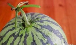 海森大姐吃瓜,海森大姐的瓜田奇遇记