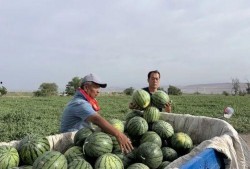 吃瓜太多尿不尽