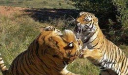 虎弟吃瓜,揭秘娱乐圈幕后故事