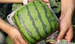 方便卖瓜 吃瓜,揭秘网络热词背后的文化现象