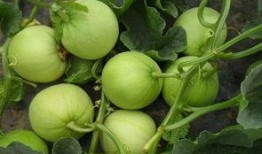 天瓜如何吃,解锁美味新体验