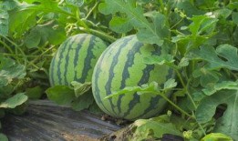 宏上头的吃瓜视频,宏上头吃瓜视频引发全网狂欢