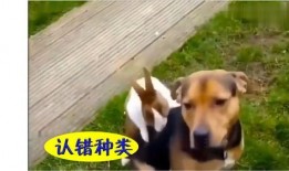 兔子吃瓜壁纸,揭秘夏日清凉壁纸新潮流