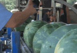 中国吃瓜自由的城市,舌尖上的狂欢与故事