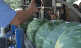 中国吃瓜自由的城市,舌尖上的狂欢与故事