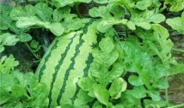 吃绿瓜红瓜的绿瓜,探寻绿瓜的独特魅力