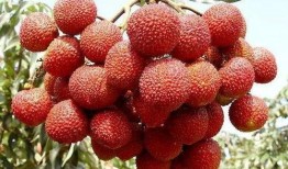 吃荔枝还可以吃王瓜吗,同食相宜的健康搭配指南