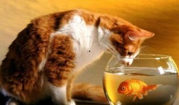 猫吃瓜滋味棒,揭秘瓜果滋味在猫咪心中的独特魅力