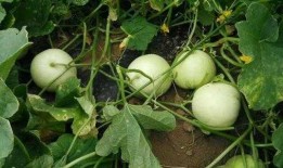 吃瓜一族,吃瓜一族带你领略明星幕后故事