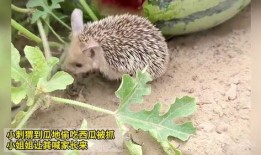 刺猬吃瓜痕迹视频,一场奇妙的自然互动