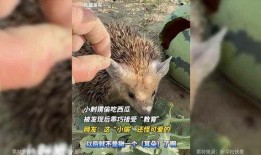 刺猬吃瓜痕迹视频,一场奇妙的自然互动
