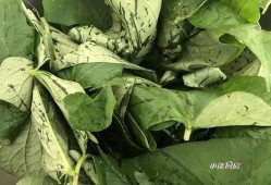 口袋吃瓜树叶,探寻自然之美