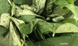 口袋吃瓜树叶,探寻自然之美