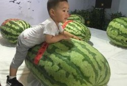 王者吃瓜事件图片,揭秘游戏圈内的惊人内幕