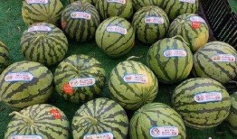 吃瓜被骗缅甸,一场跨境诈骗的黑色产业链