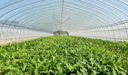 吃瓜大队吃瓜群众上线,揭秘吃瓜群众上线背后的故事