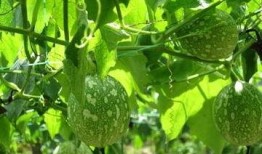 吃吊瓜苦想吐,引发食欲与反思之旅