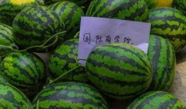 什么瓜吃能发奶,揭秘哪些瓜能助妈妈发奶