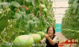 中国吃瓜自由的城市,舌尖上的狂欢与故事