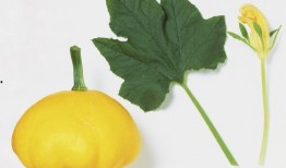 大瓜叶子怎么吃,家常美味的新尝试