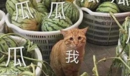 在豪门吃瓜,揭秘豪门背后的吃瓜故事