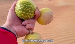 繁星中吃瓜是什么,揭秘“吃瓜”背后的文化现象