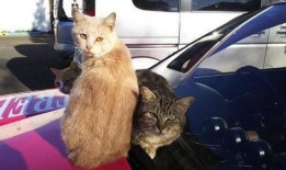 吃瓜群众型猫,揭秘吃瓜群众型猫咪的趣味生活