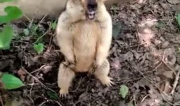 吃瓜群虎,揭秘娱乐圈背后的真实故事