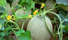 吃瓜系统唐雪青,吃瓜系统背后的故事与启示