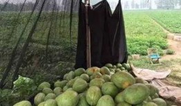 痛风可以吃花皮瓜,花皮瓜助力健康饮食