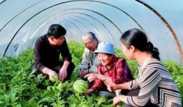 中国吃瓜自由的城市,舌尖上的狂欢与故事