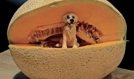 狗狗吃哈密瓜么,揭秘宠物饮食之谜
