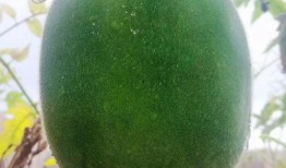 吃瓜种瓜得瓜,揭秘瓜果生长的奇妙之旅