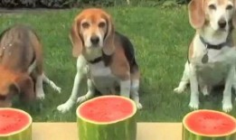 吃小狗狗瓜,一场关于宠物伦理的争议风暴