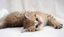 猫吃瓜滋味棒,揭秘瓜果滋味在猫咪心中的独特魅力