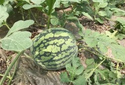 痛风可以吃花皮瓜,花皮瓜助力健康饮食