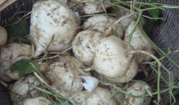 吃瓜达人6,瓜界风云录