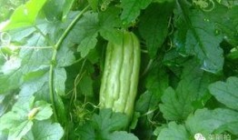 吃绿瓜红瓜的绿瓜,探寻绿瓜的独特魅力