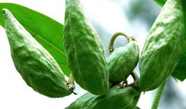 吃牛角瓜注意什么