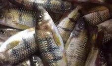 临夏鱼鱼子吃瓜,探寻瓜果飘香中的美食传奇